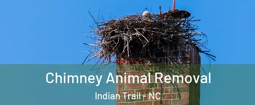  Chimney Animal Removal Indian Trail - NC