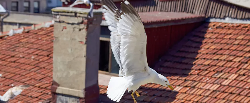 Residential Chimney Animal Removal Solution in Indian Trail, NC